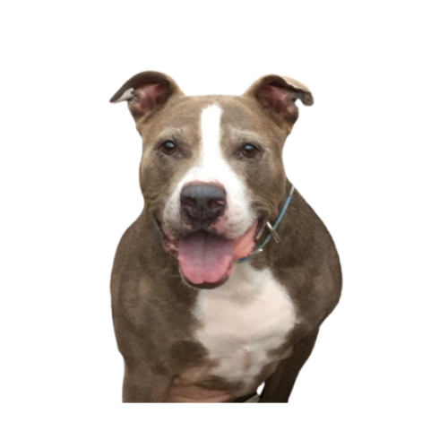 Seven was a neighborhood icon. He loved to ride the tractor and see his fur brothers and sisters. Rest in peace, Seven. ♥